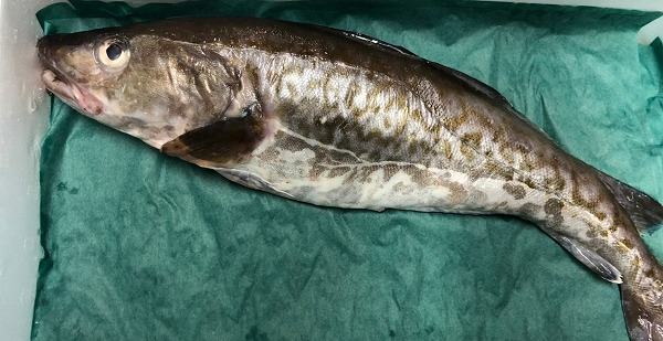 スケトウダラ 八面六臂