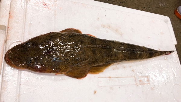 マゴチ 八面六臂