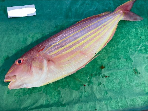 イトヨリダイ 底曳網 八面六臂