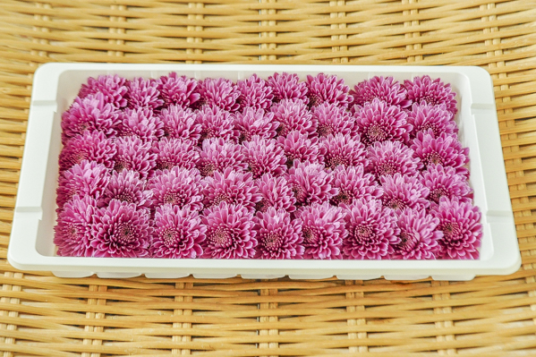 紫小菊 菊の花 八面六臂