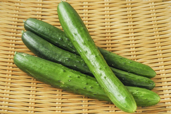 キュウリ 八面六臂