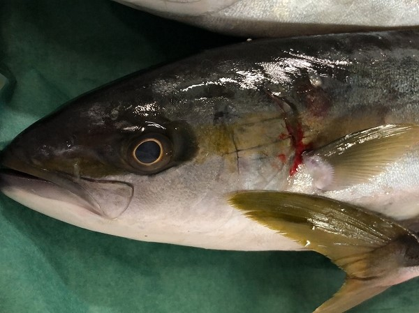 ヒラマサ 八面六臂