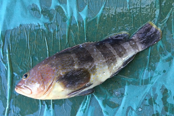 アオハタ キハタ 八面六臂