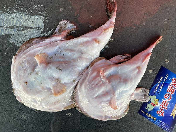 アンコウ 八面六臂