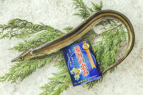 ハモ 八面六臂