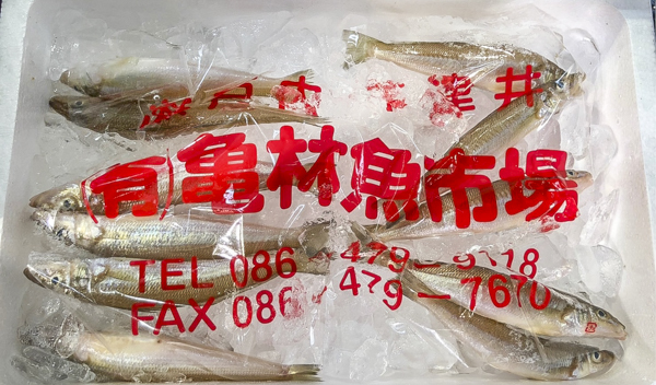 シロギス 八面六臂