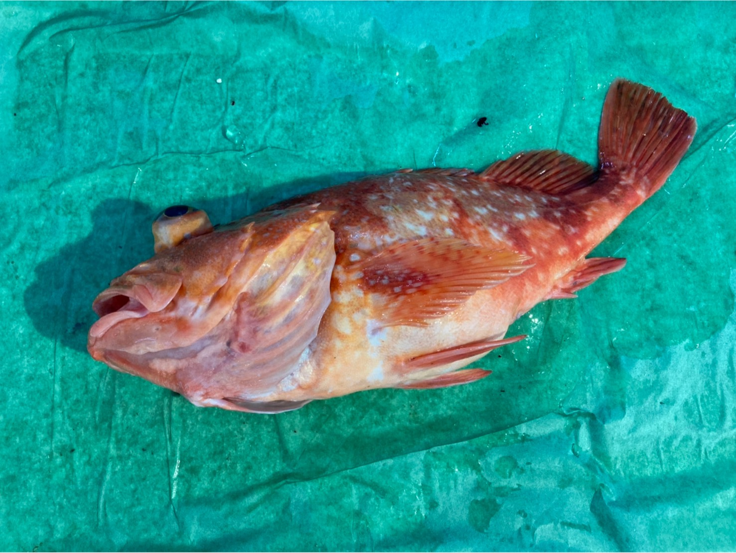 ウッカリカサゴ 釣物 八面六臂