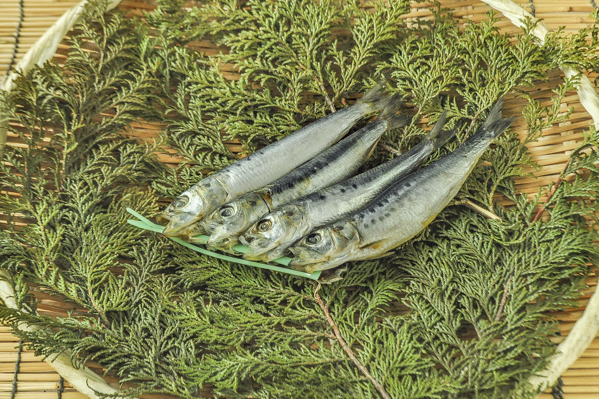 イワシ丸干し 連刺し 八面六臂