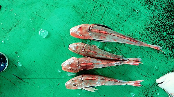 活〆ホウボウ 八面六臂