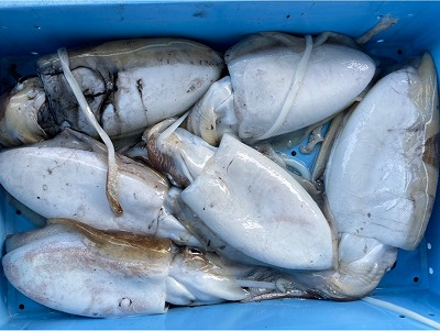 カミナリイカ モンゴウイカ 八面六臂