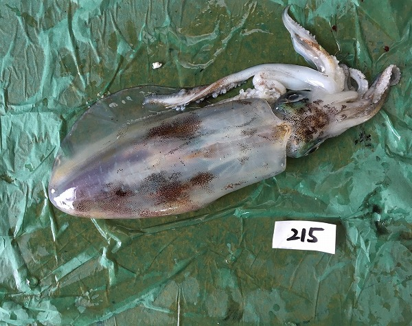アオリイカ 釣物 八面六臂