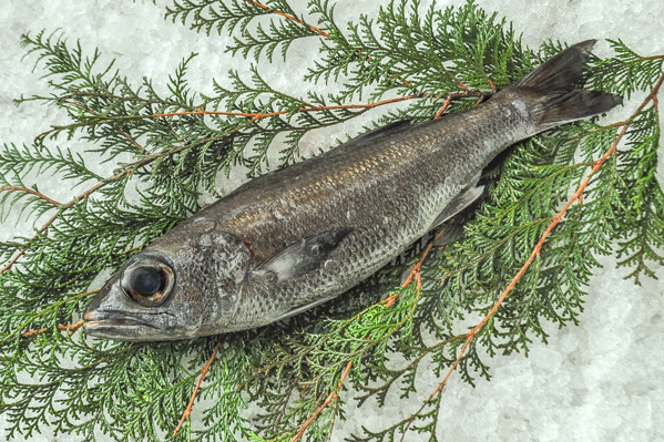 釣クロムツ 八面六臂