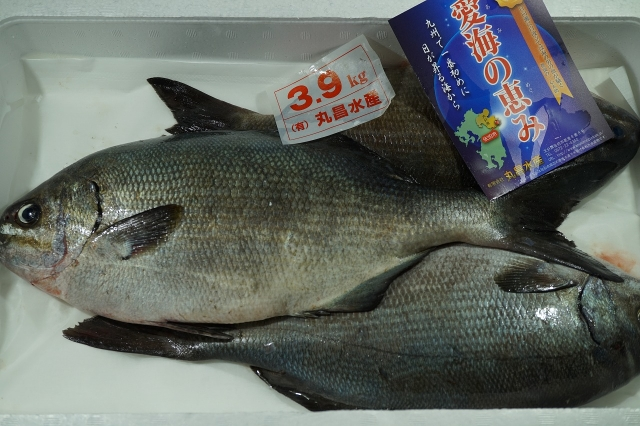 イスズミ 八面六臂