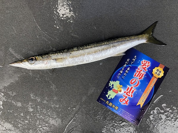 タイワンカマス 定置網 八面六臂