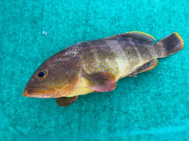 アオハタ キハタ 八面六臂