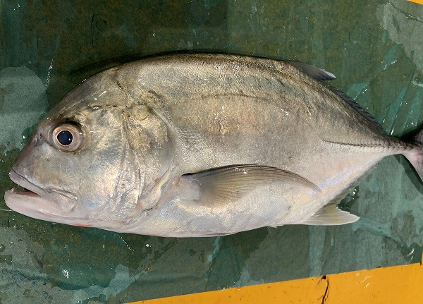 ロウニンアジ 八面六臂