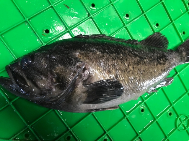 魚の身に黒い粒が多数付着しているのですが これは何ですか 八面六臂