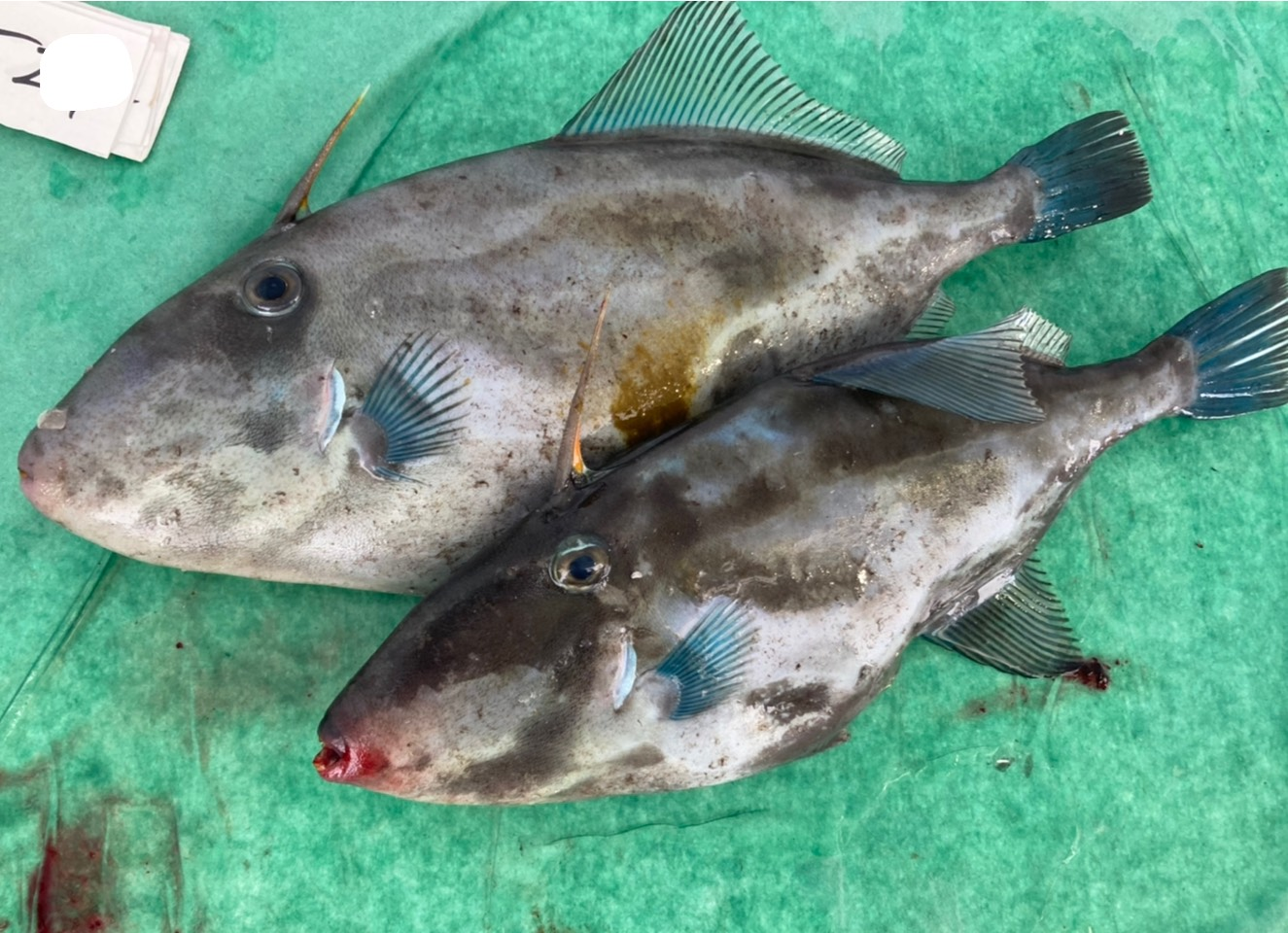 ウマヅラハギ 八面六臂