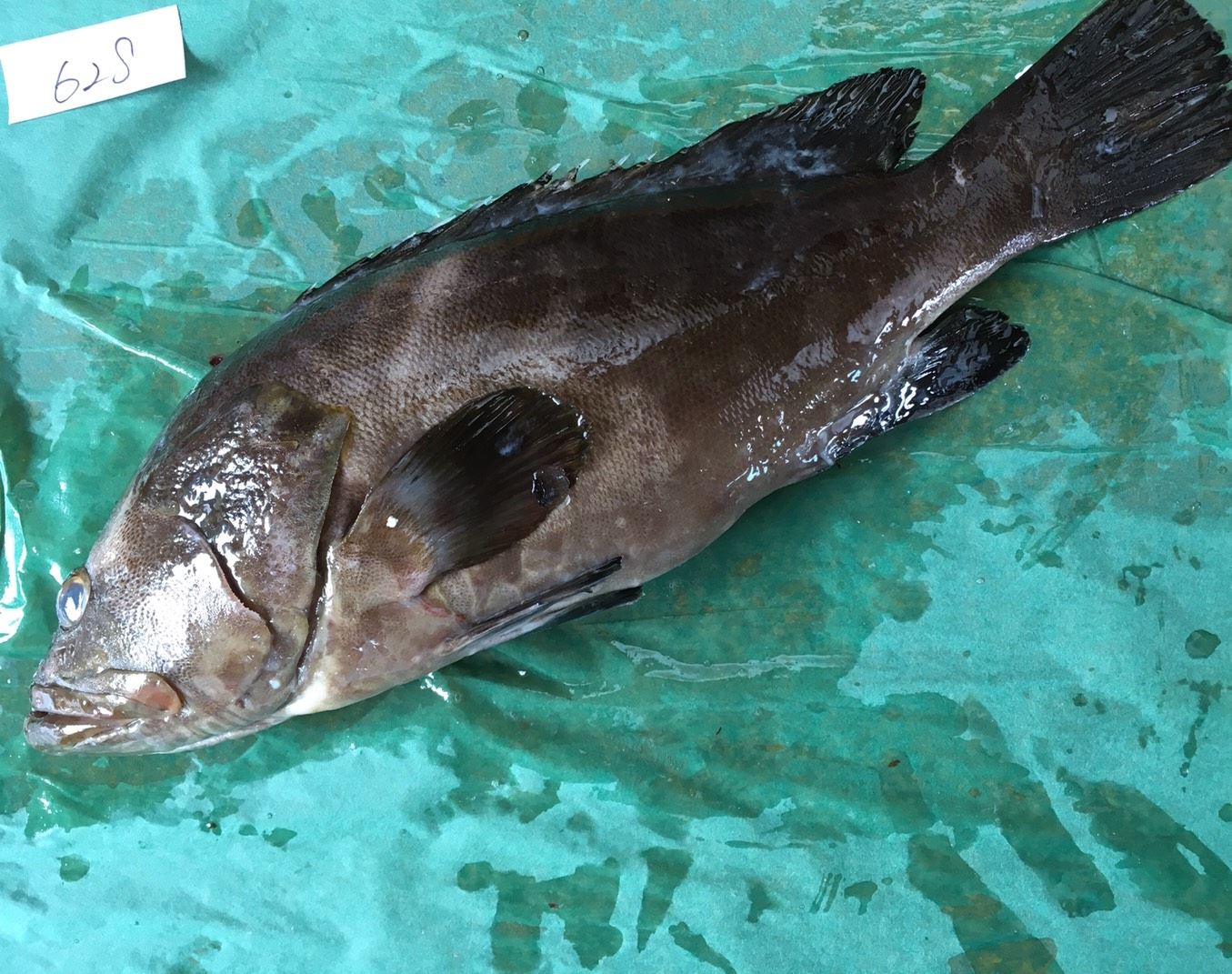 養殖クエ 八面六臂
