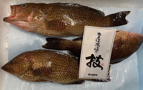 オオモンハタ 釣物 八面六臂