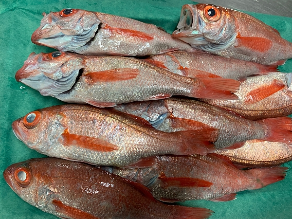 アカムツ 八面六臂