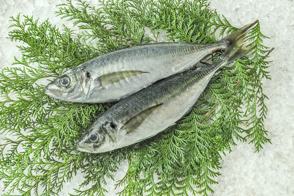 マアジ 釣物 八面六臂