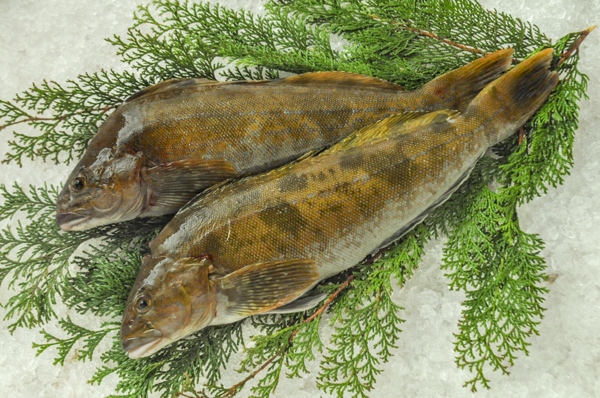 アイナメ 釣物 3枚卸 八面六臂