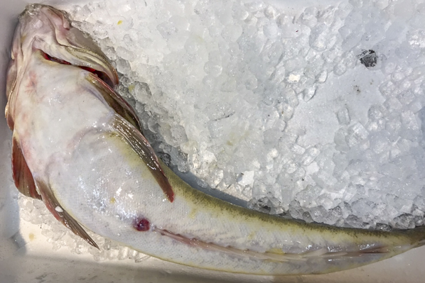 マゴチ 巻網 八面六臂