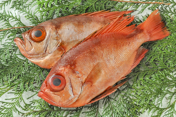 チカメキントキ 八面六臂