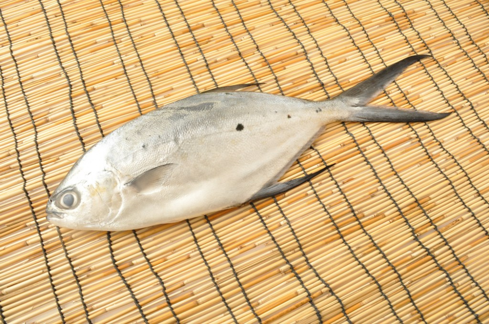 コバンアジ
