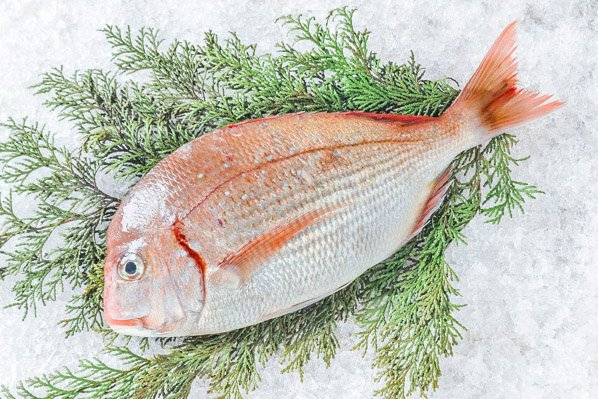 八千代 ヒラメ用・大型ホウボウ用 たのしむ 刺し網 5反セット