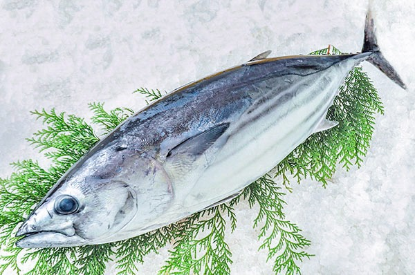 カツオ【業務用食材の仕入れなら八面六臂】