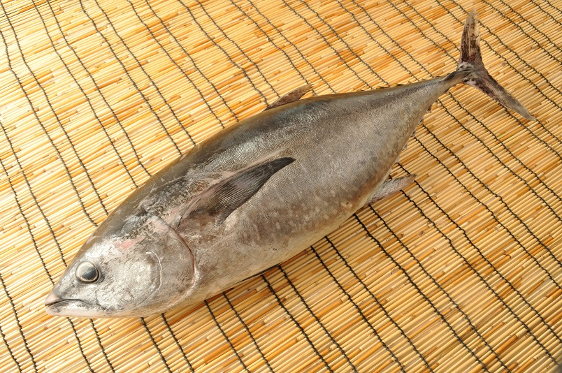 コシナガマグロ 八面六臂