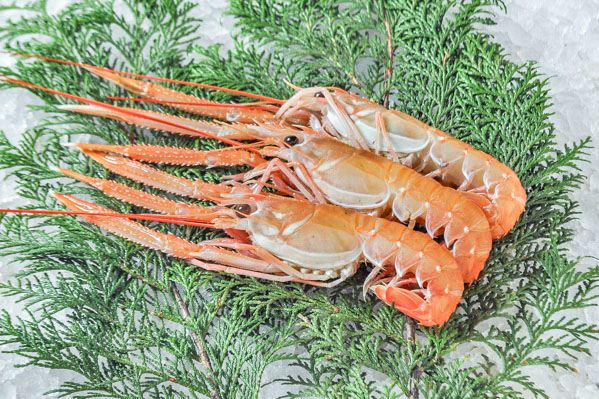 塩徳屋 寿司桶 赤 エビの絵柄 塩徳屋 寿司桶 赤 エビの絵柄 塩徳屋 寿司桶 赤 エビの絵柄