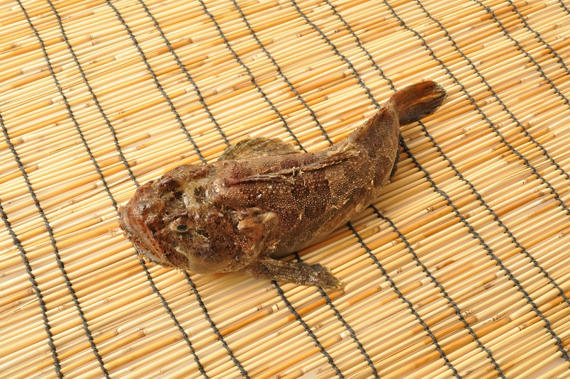 ケムシカジカ