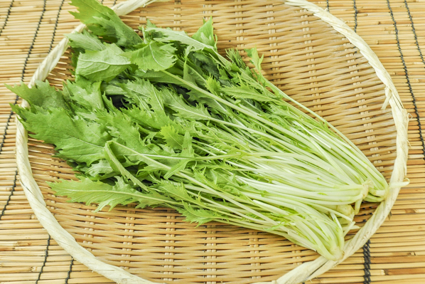 千筋京水菜