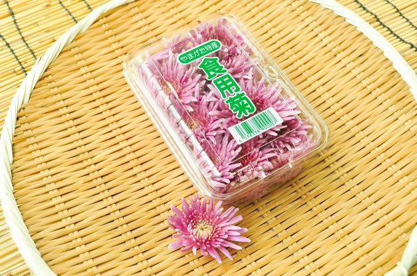 モッテ菊