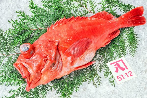 アコウダイ（メヌケ）