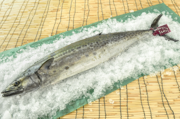 答志島トロさわら 八面六臂