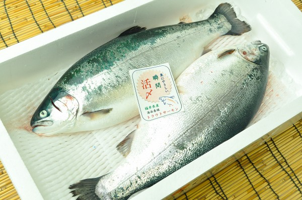 ふくいサーモン