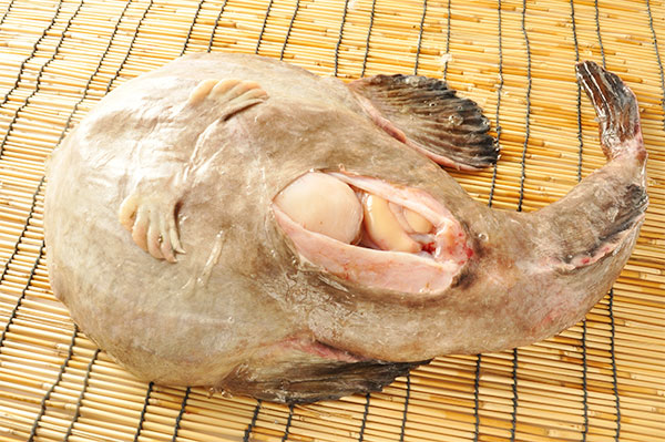 アンコウ 八面六臂