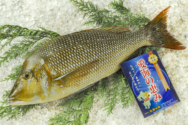 活〆ハマフエフキ 八面六臂