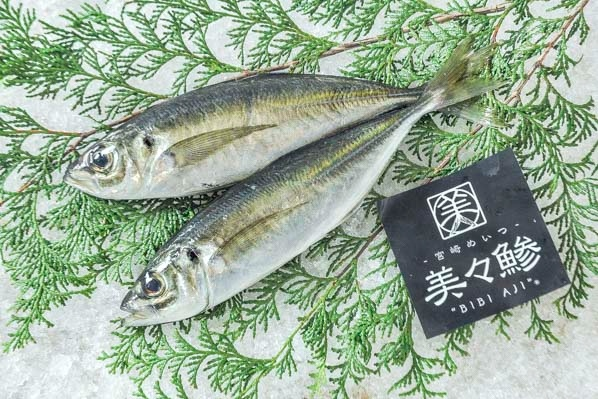 美々鯵