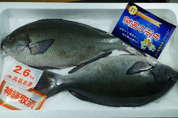 クロメジナ 八面六臂