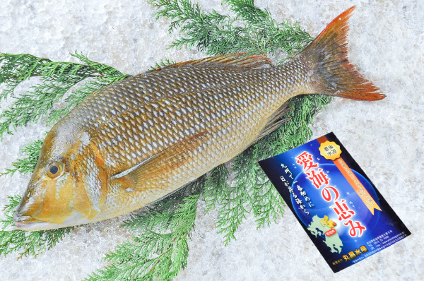 活〆ハマフエフキ