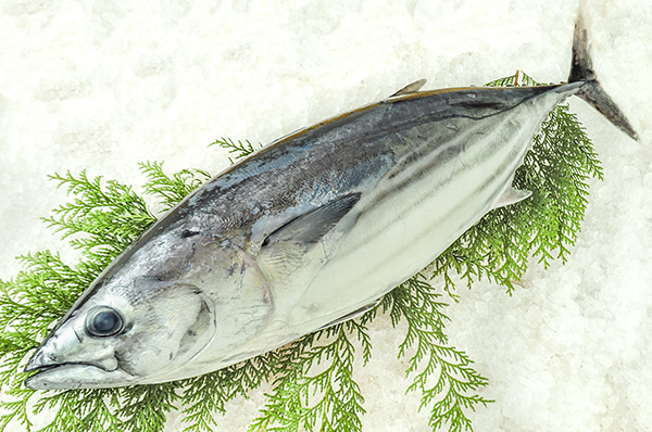 カツオ ケンケン漁 八面六臂