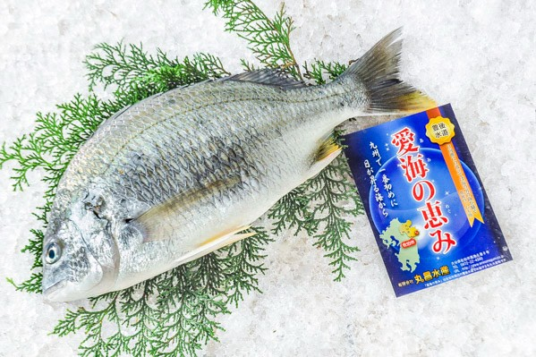 キビレチヌ