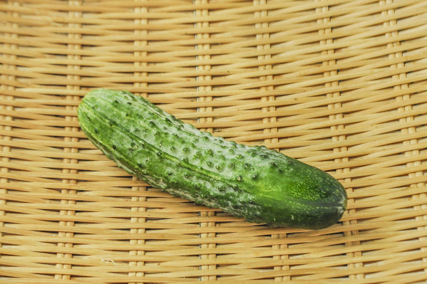 八町きゅうり