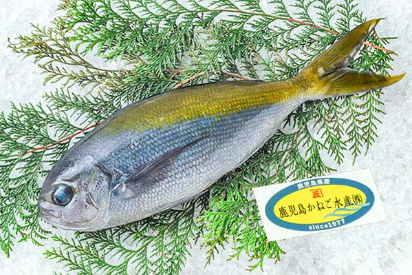 ウメイロ