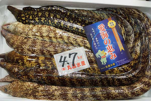 ウツボ 八面六臂